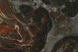 4" Polished Stromatolite (Acaciella) From Australia - 800 MYA - #130608-1